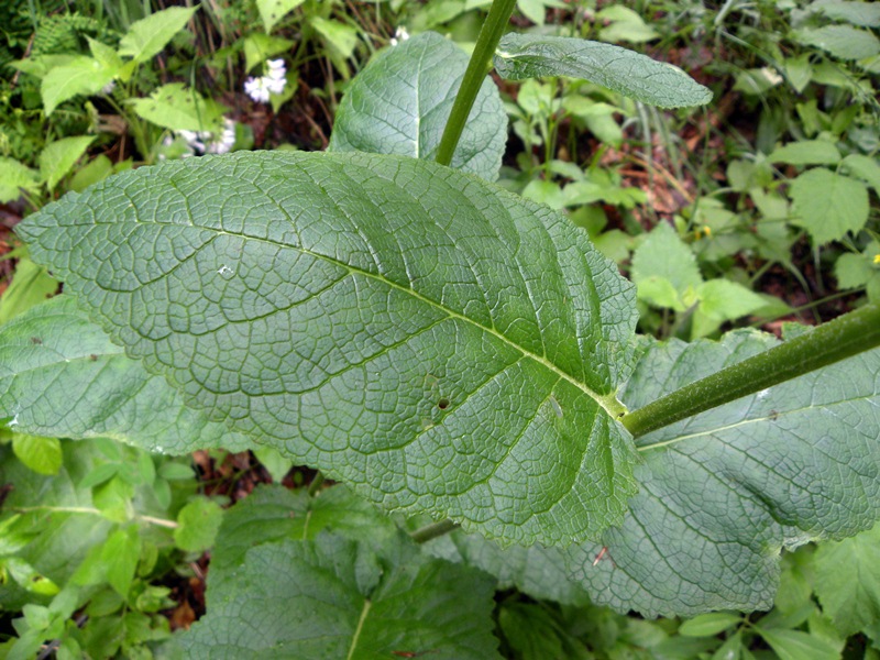 Alto e giallo - Verbascum cfr. nigrum