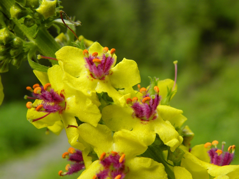 Alto e giallo - Verbascum cfr. nigrum