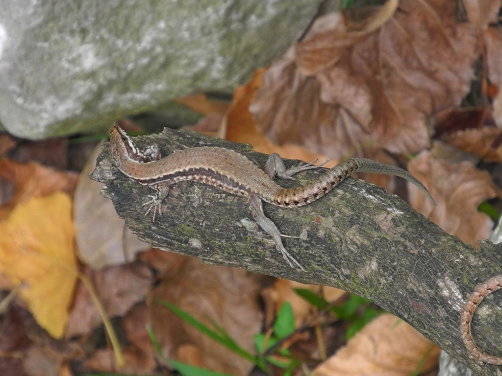 Podarcis muralis Laurenti, 1768