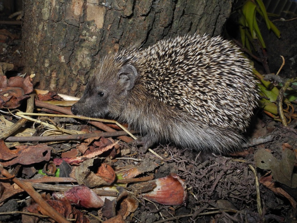 Piccolo riccio -  Erinaceus europaeus