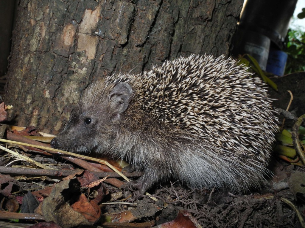 Piccolo riccio -  Erinaceus europaeus