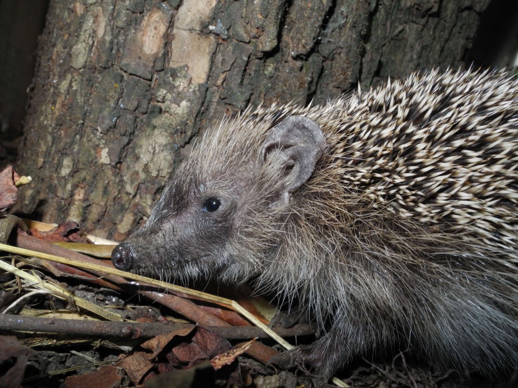 Piccolo riccio -  Erinaceus europaeus