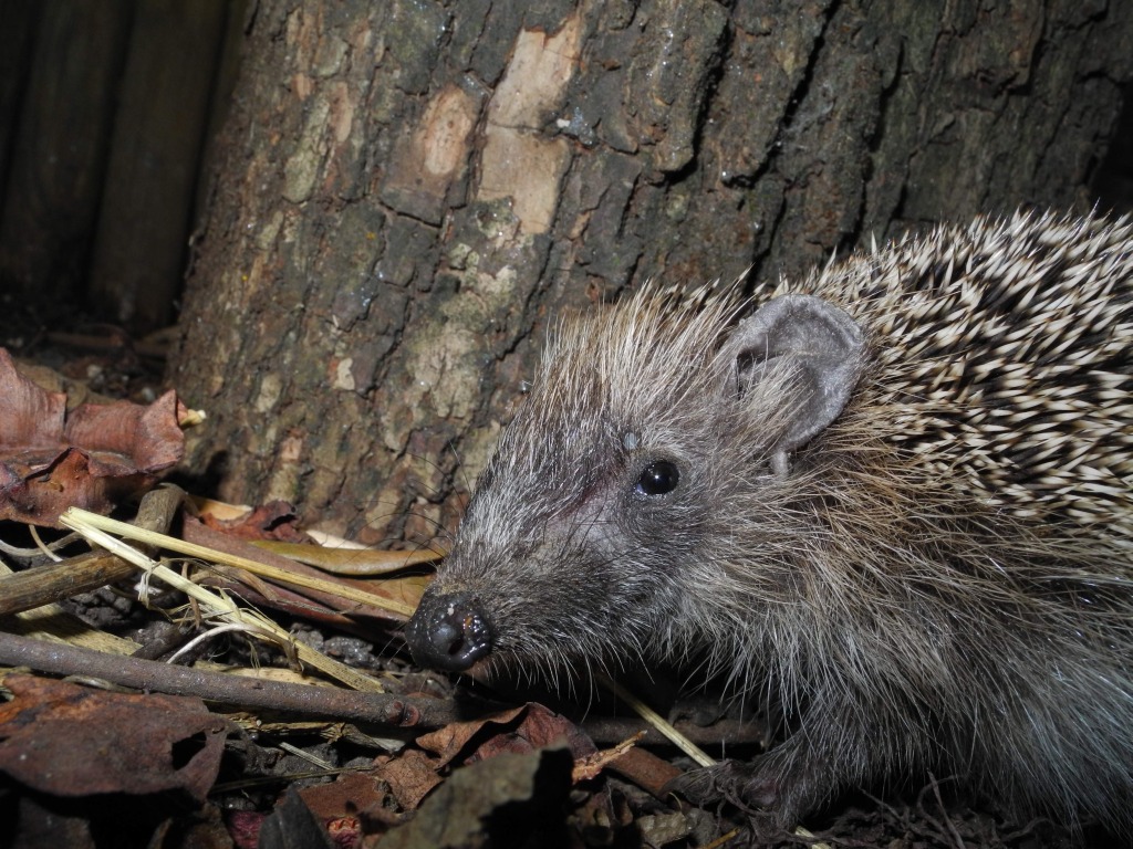 Piccolo riccio -  Erinaceus europaeus