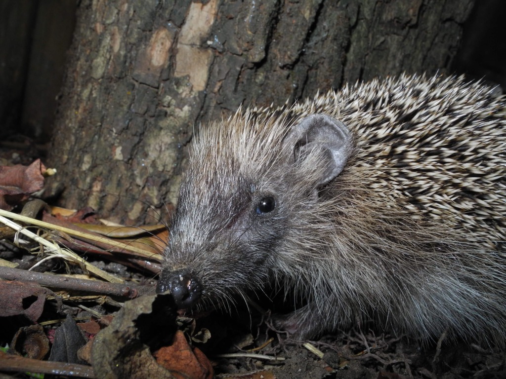 Piccolo riccio -  Erinaceus europaeus