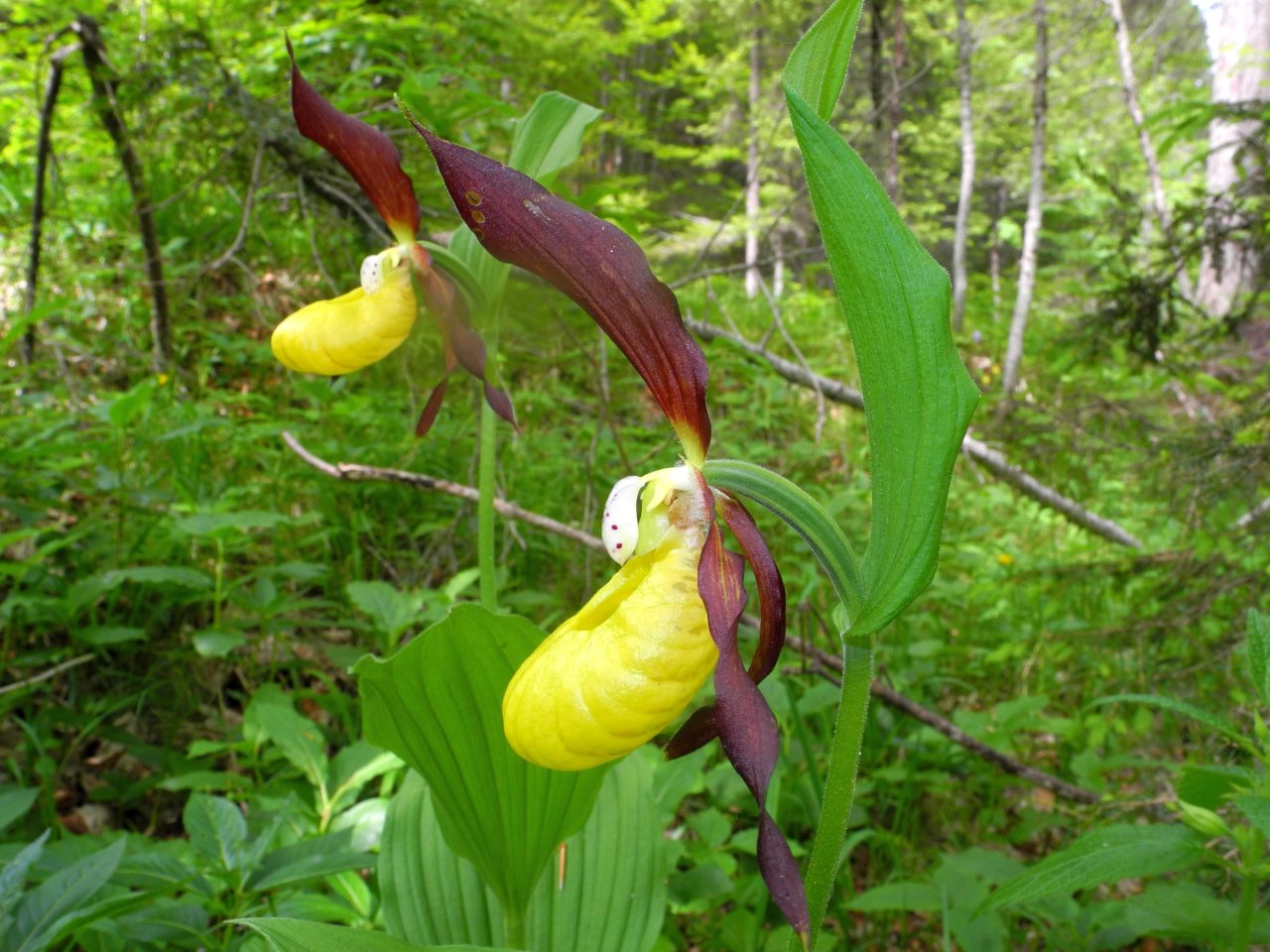 Cypripedium calceolus / Scarpetta di Venere