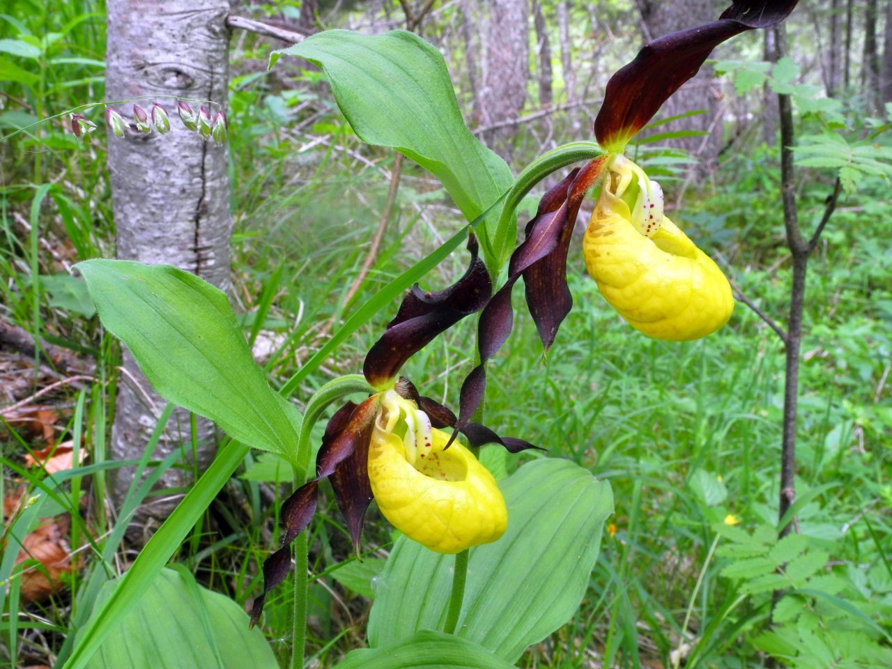 Cypripedium calceolus / Scarpetta di Venere