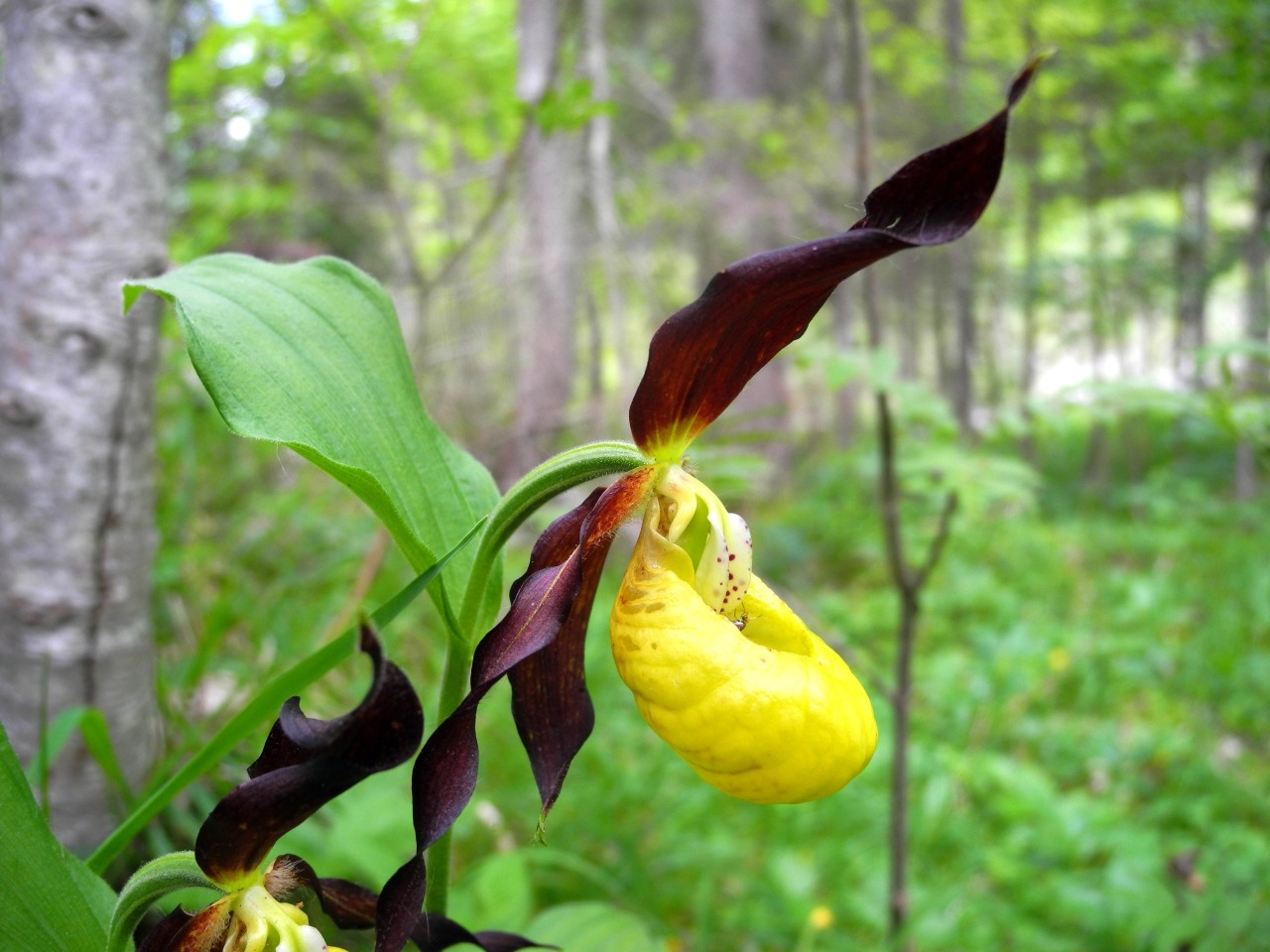 Cypripedium calceolus / Scarpetta di Venere