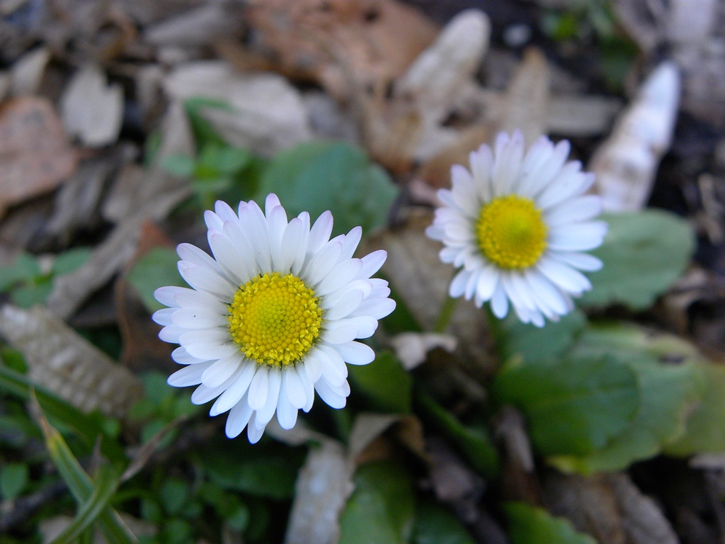 Le ultime arrivate tra le piante gi fiorite