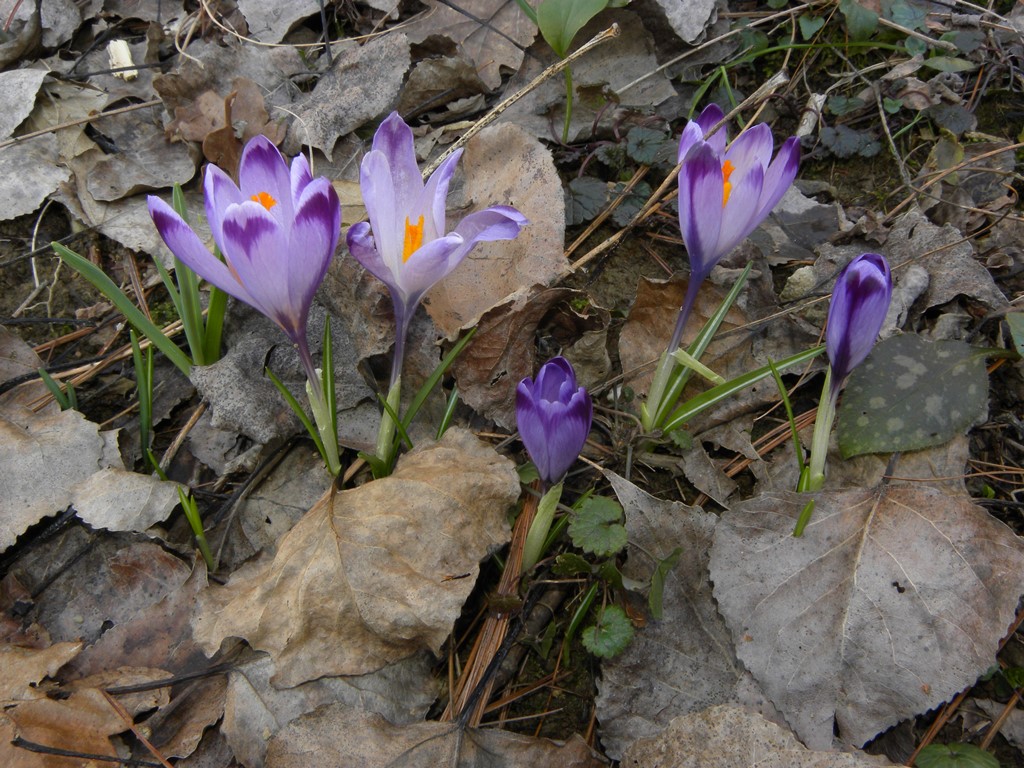 Le ultime arrivate tra le piante gi fiorite