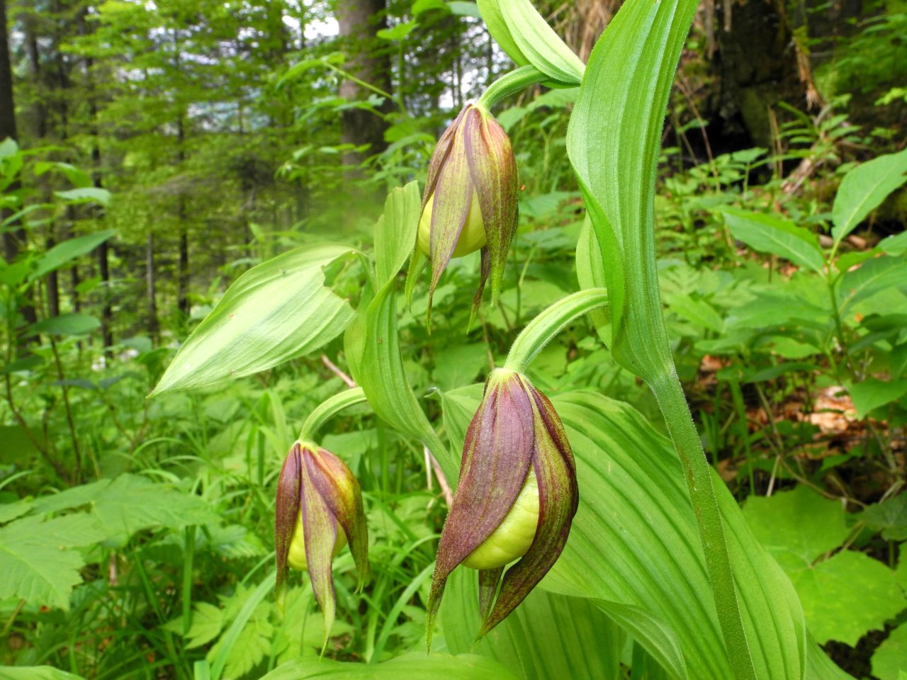 Cypripedium calceolus / Scarpetta di Venere