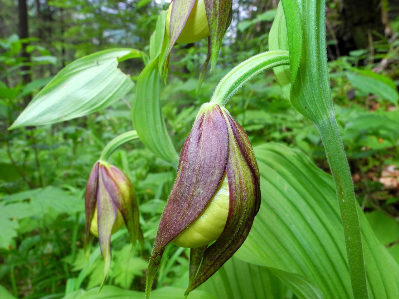 Cypripedium calceolus / Scarpetta di Venere