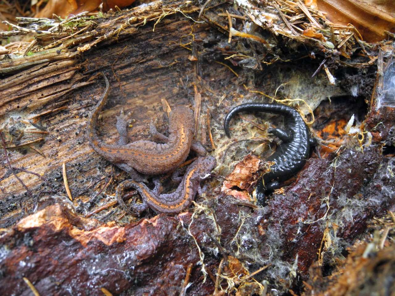 Ichthyosaura alpestris e Salamandra atra.