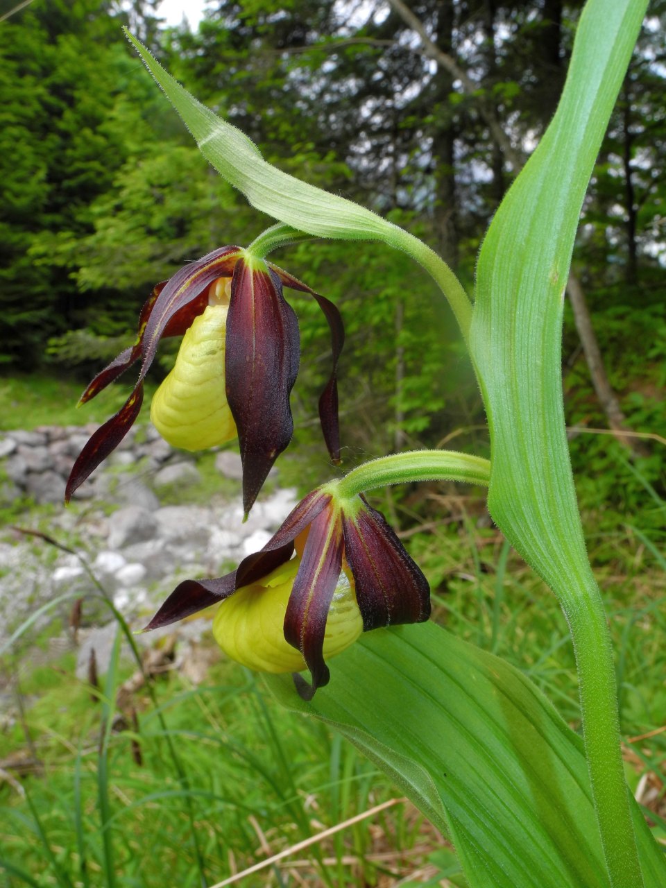 Cypripedium calceolus / Scarpetta di Venere