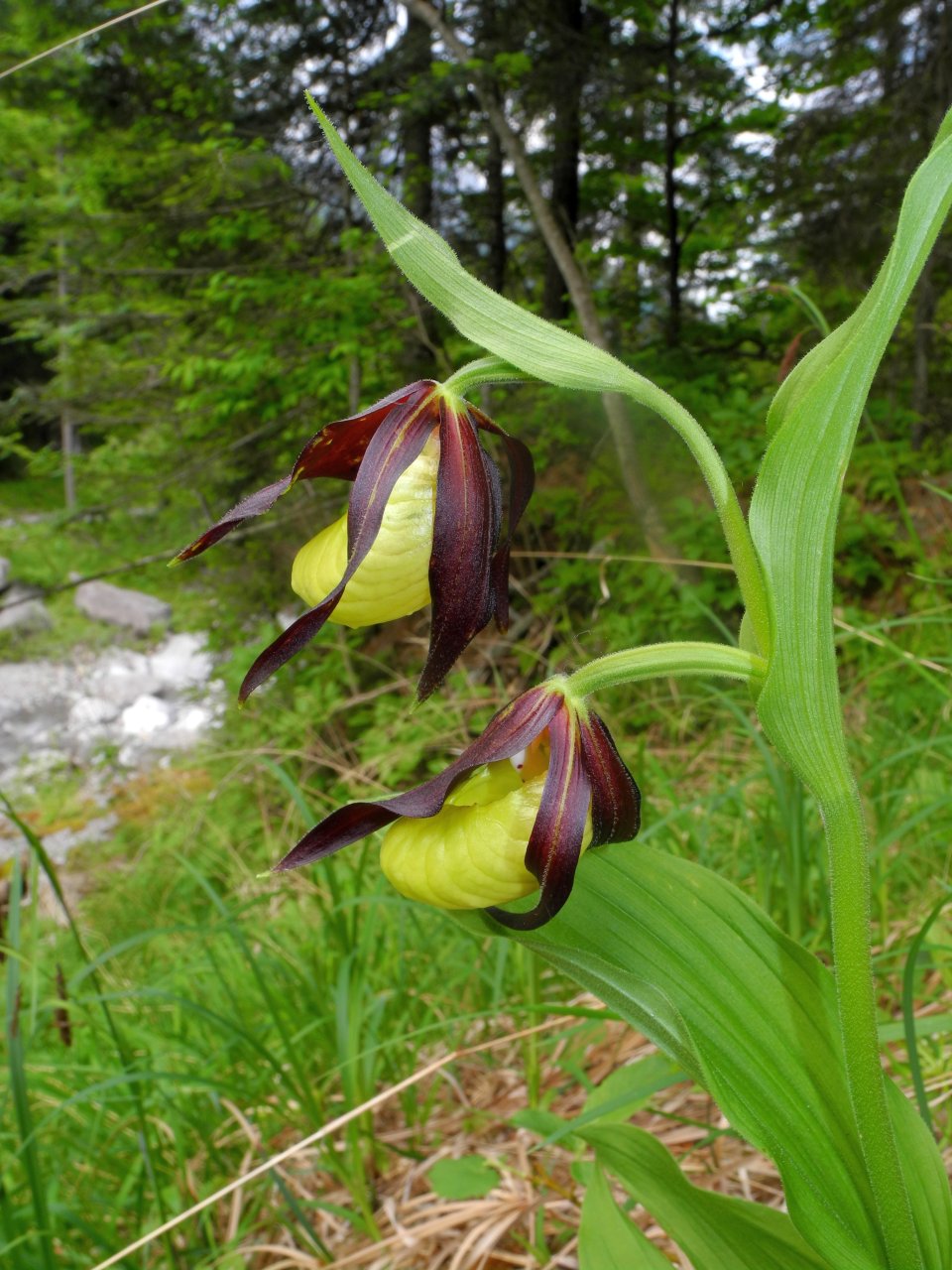 Cypripedium calceolus / Scarpetta di Venere