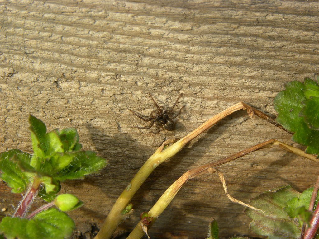 Pardosa sp. - Udine (UD)