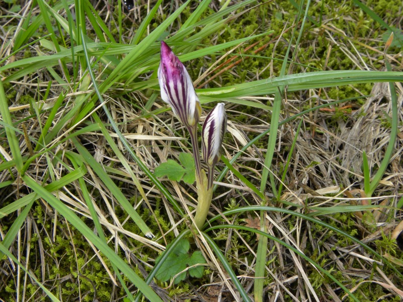 Crocus reticulatus / Zafferano triestino