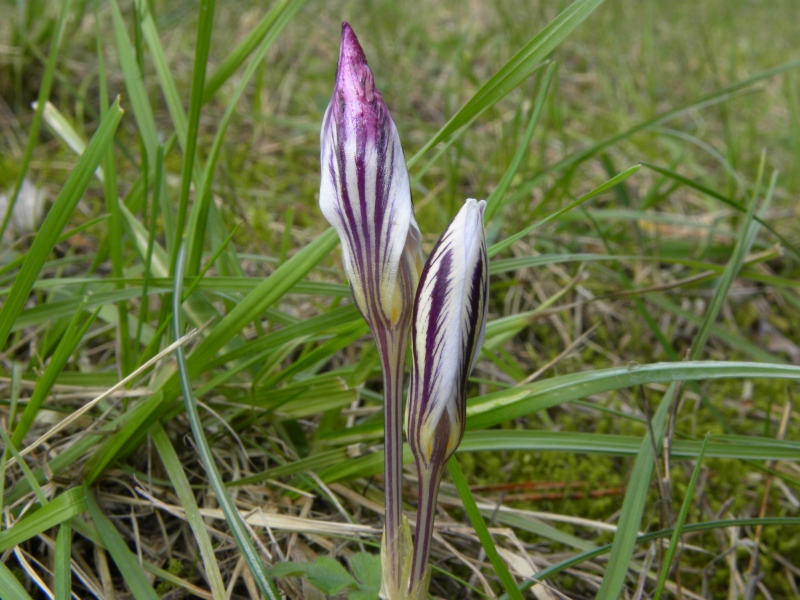 Crocus reticulatus / Zafferano triestino