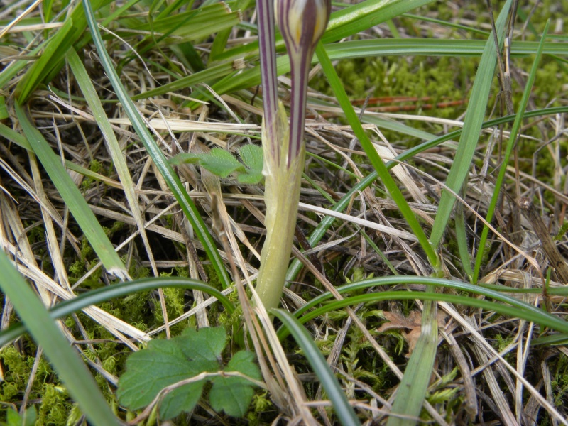 Crocus reticulatus / Zafferano triestino