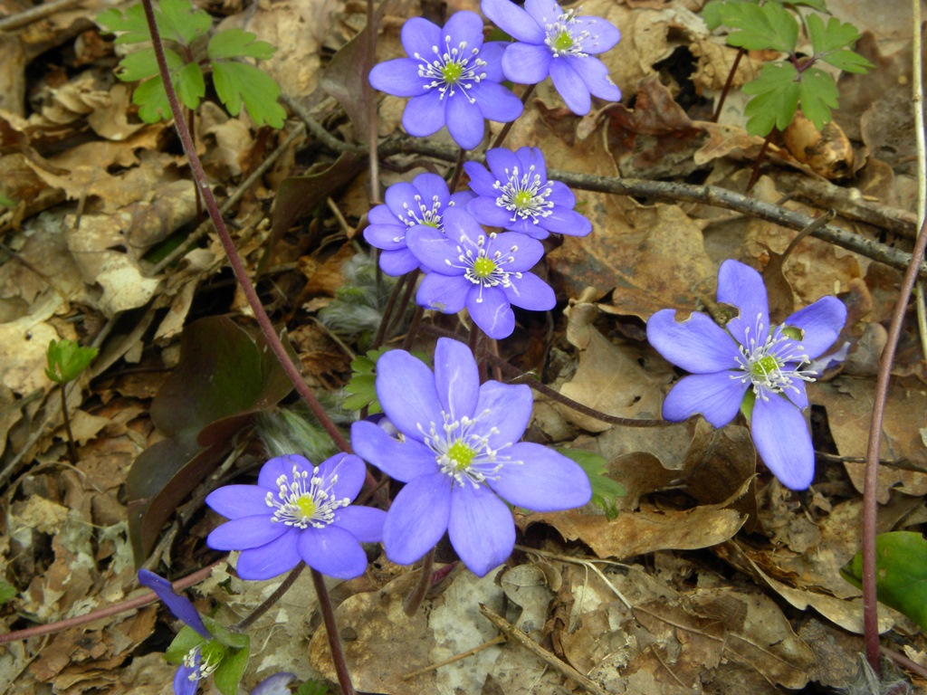 Le ultime arrivate tra le piante gi fiorite