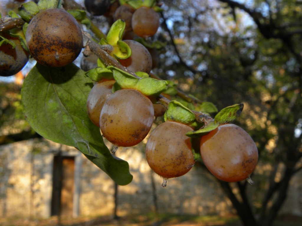 ricerca diospyrus lotus