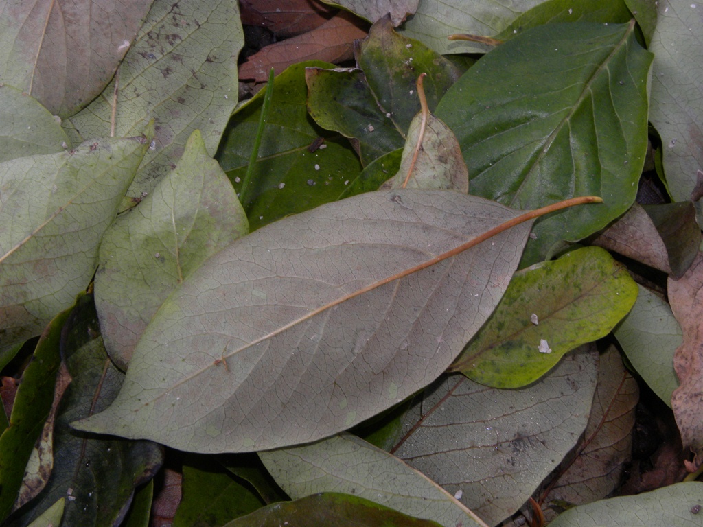 Noce selvatica?! Diospyros non risolto