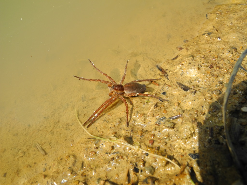 Dolomedes (probabilmente plantarius) - Cividale (UD)