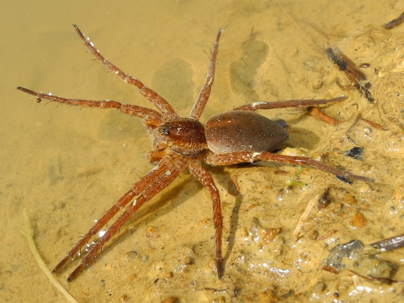 Dolomedes (probabilmente plantarius) - Cividale (UD)