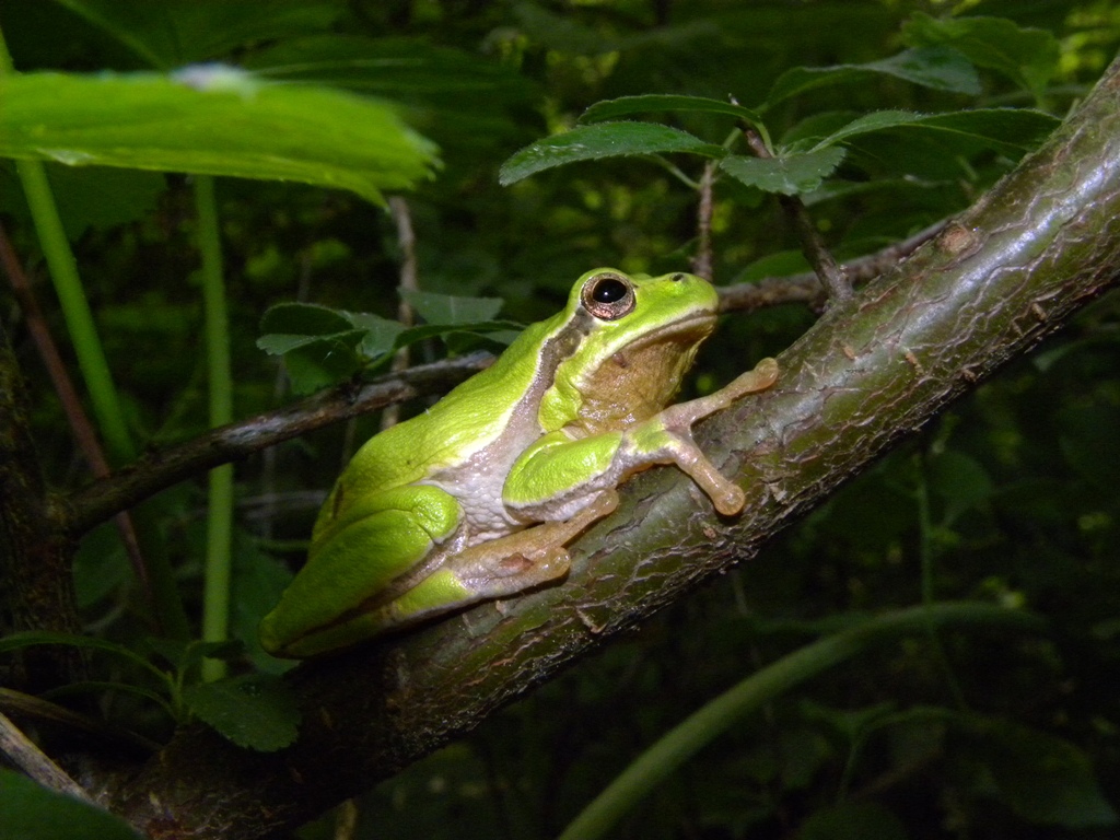 Hyla meridionalis - foto e canto