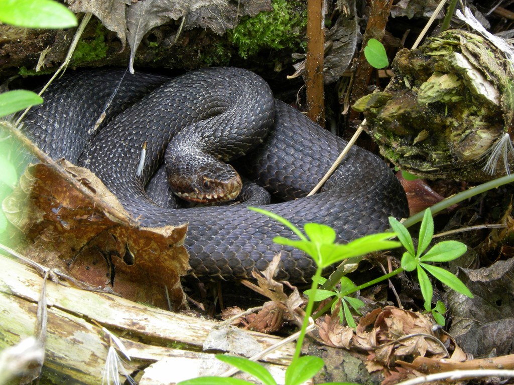 Coronella austriaca in muta