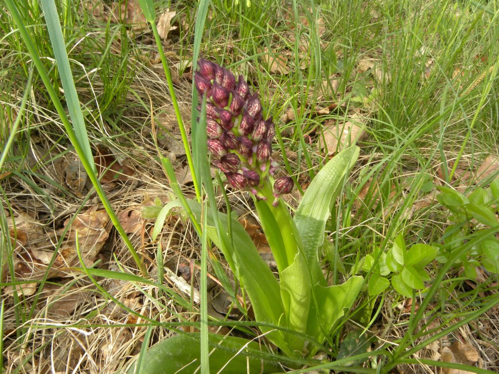 che cos''? Orchis purpurea