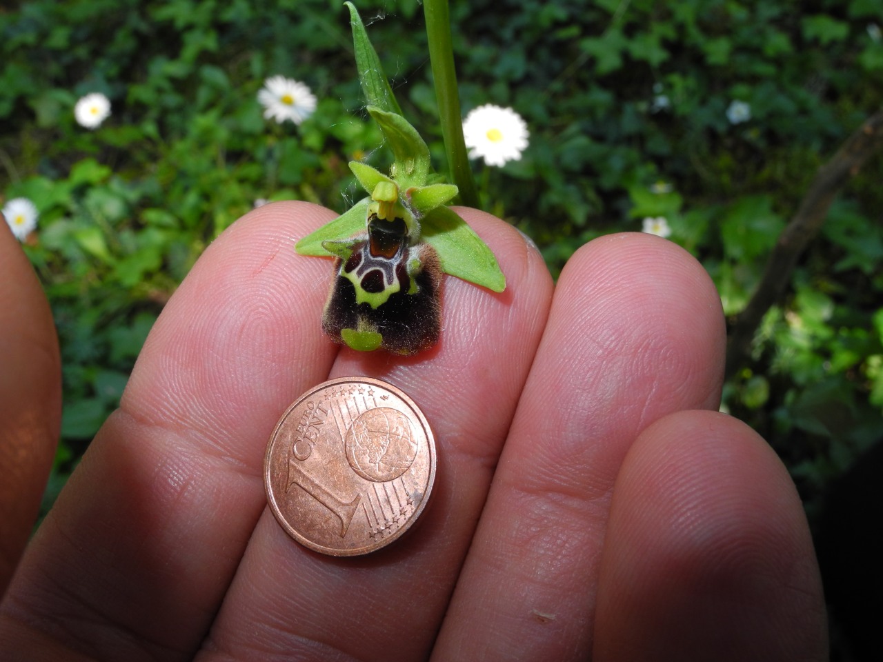 Ophrys untchjii