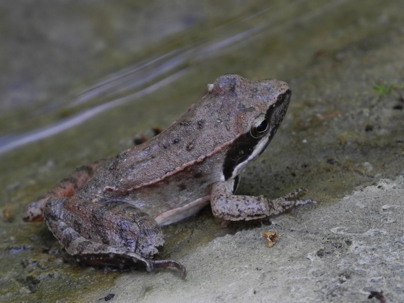 Identificazione Rana - Rana dalmatina