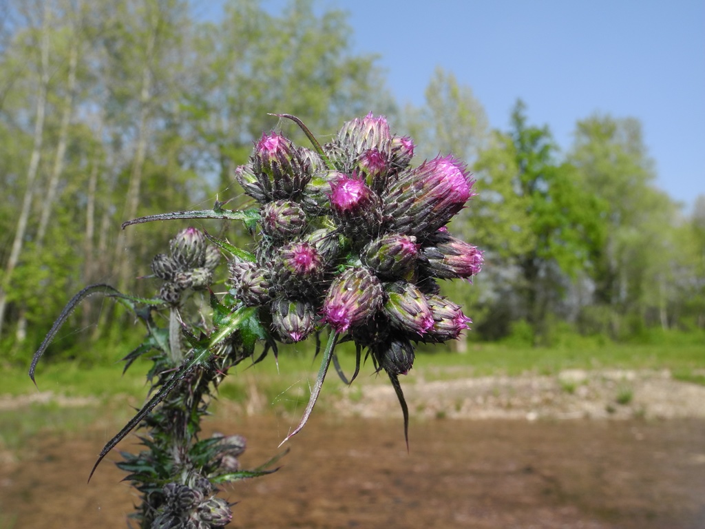 Cirsium palustre