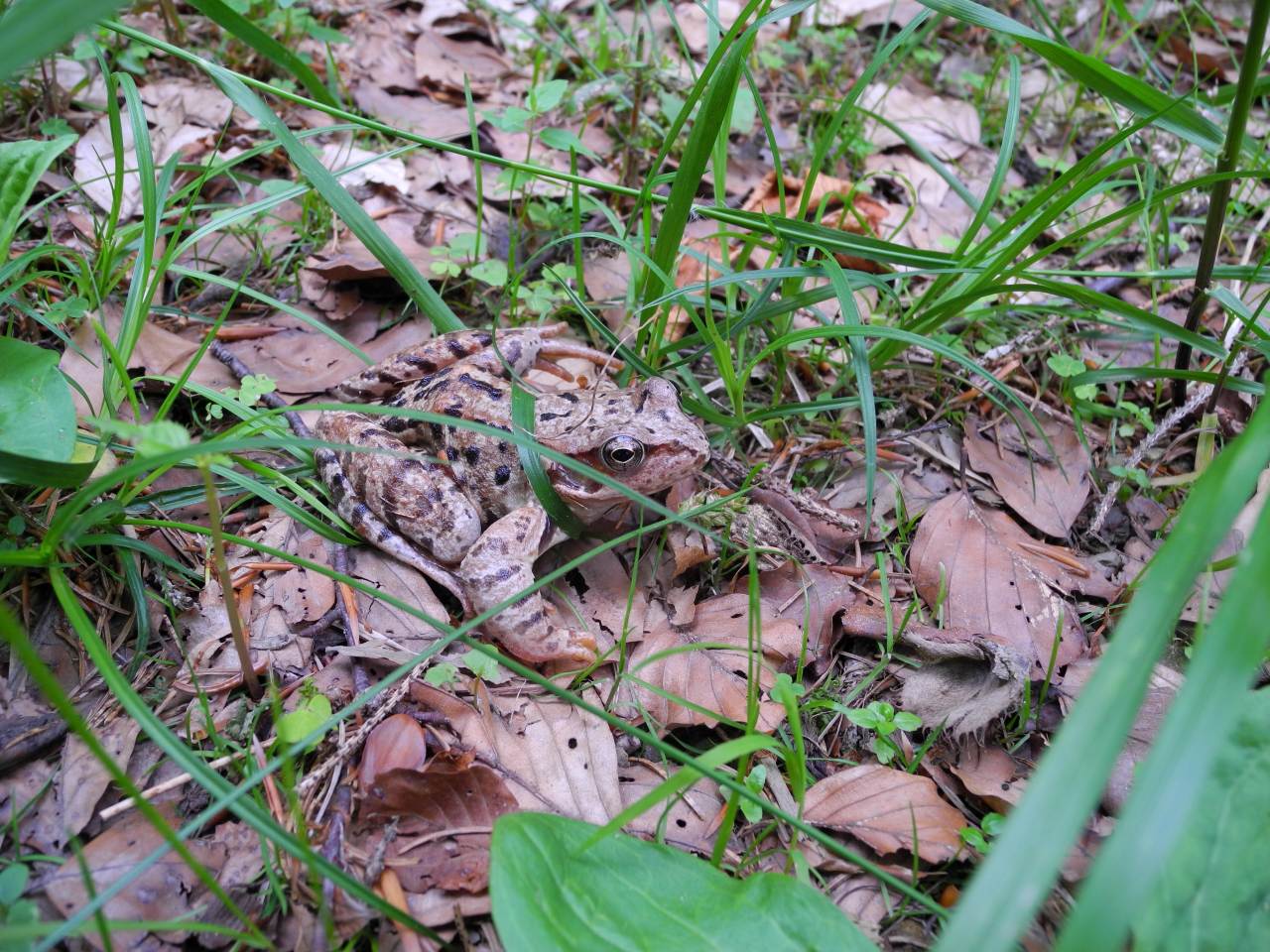 Rana temporaria - Val Pesarina (UD)