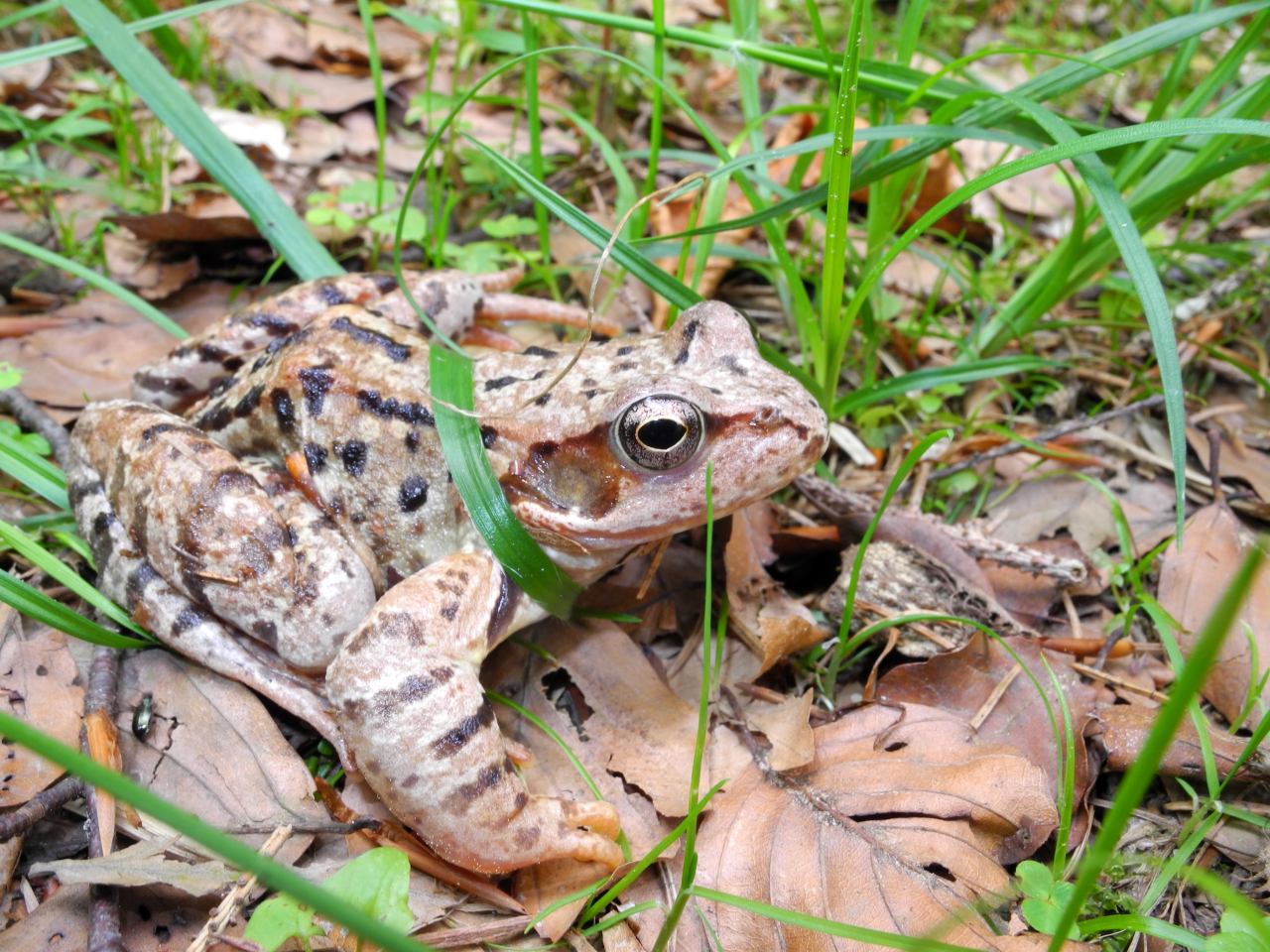 Rana temporaria - Val Pesarina (UD)