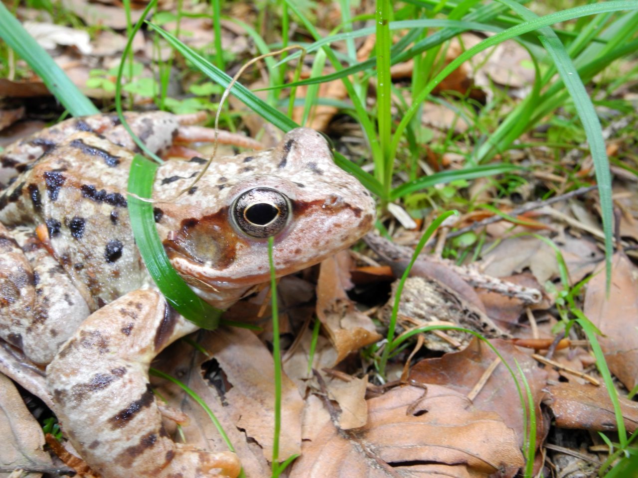 Rana temporaria - Val Pesarina (UD)