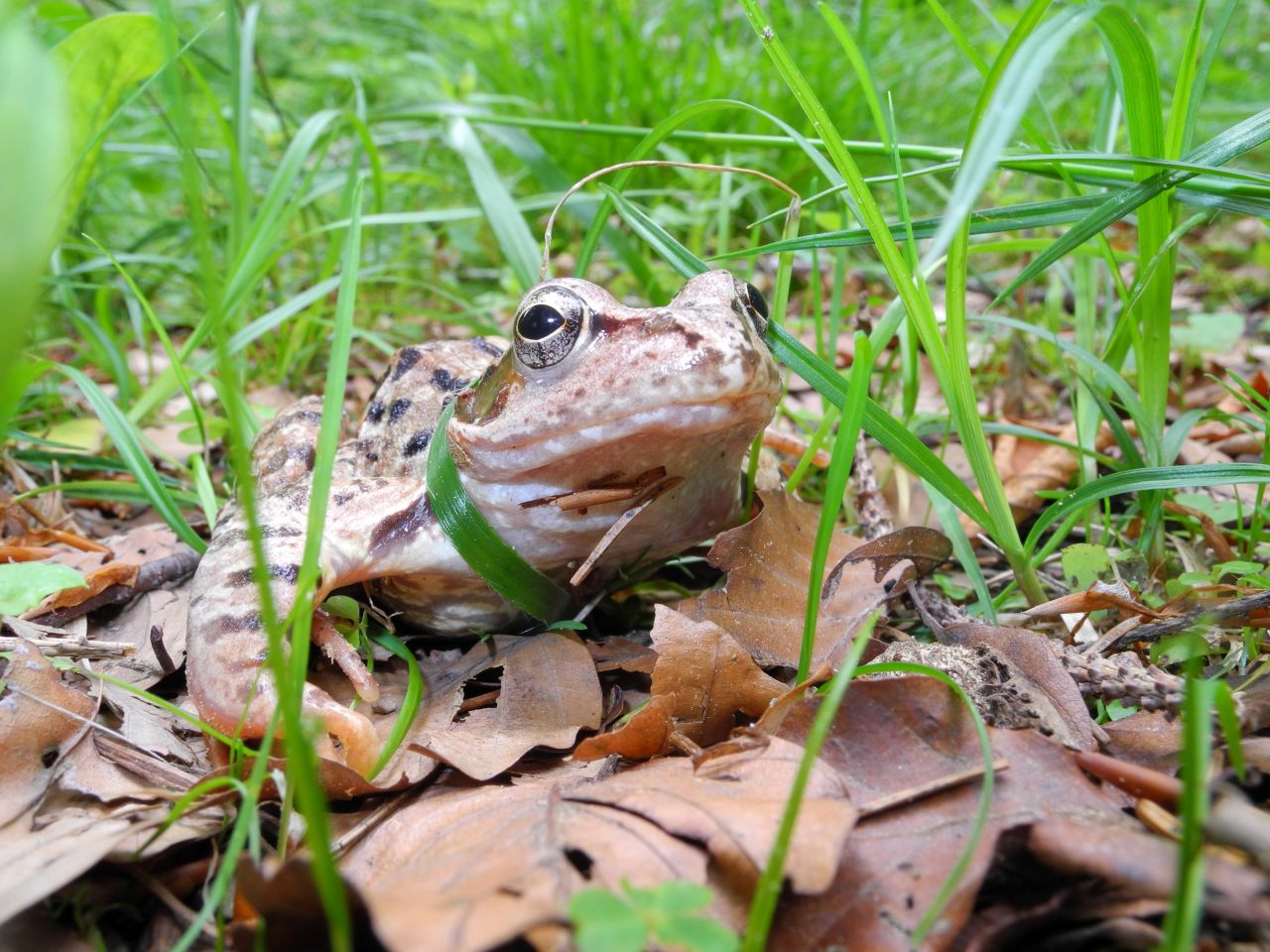 Rana temporaria - Val Pesarina (UD)