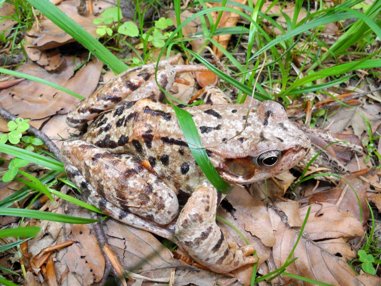 Rana temporaria - Val Pesarina (UD)