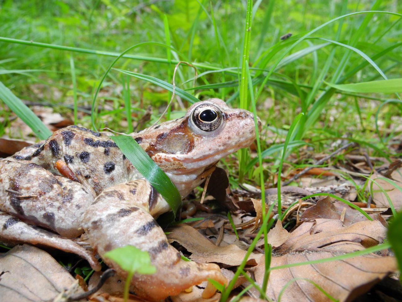 Rana temporaria - Val Pesarina (UD)