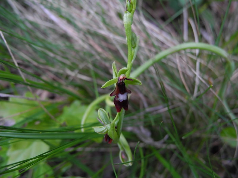 Ophrys insectifera liscia e... gassata