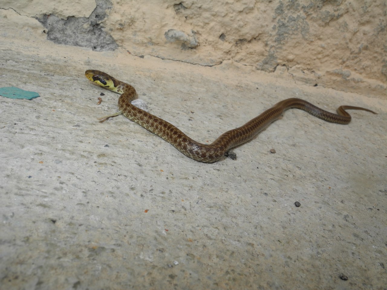 Giovane Zamenis longissimus udinese