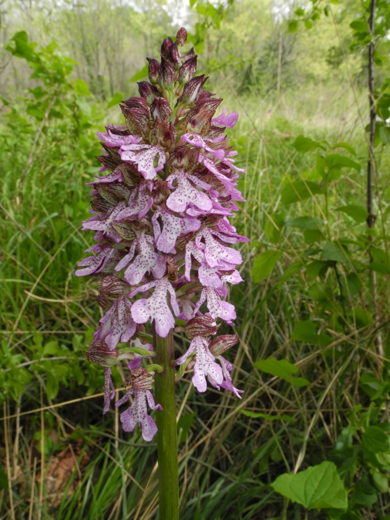 Ophrys apifera