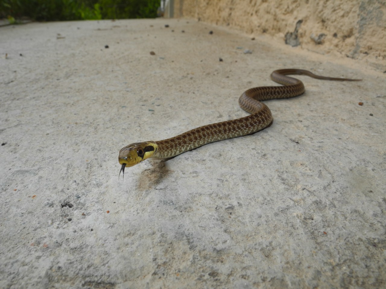 Giovane Zamenis longissimus udinese