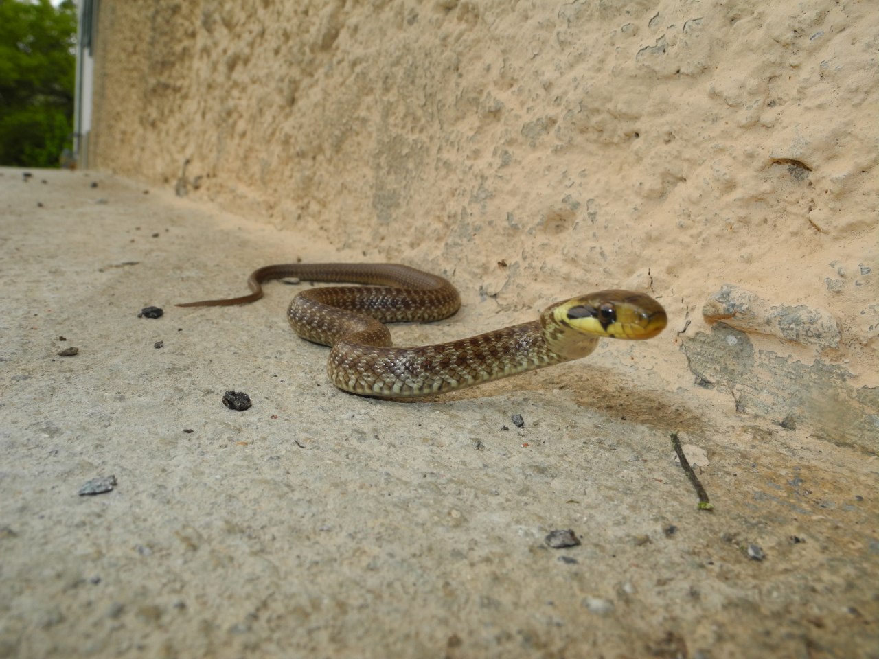 Giovane Zamenis longissimus udinese