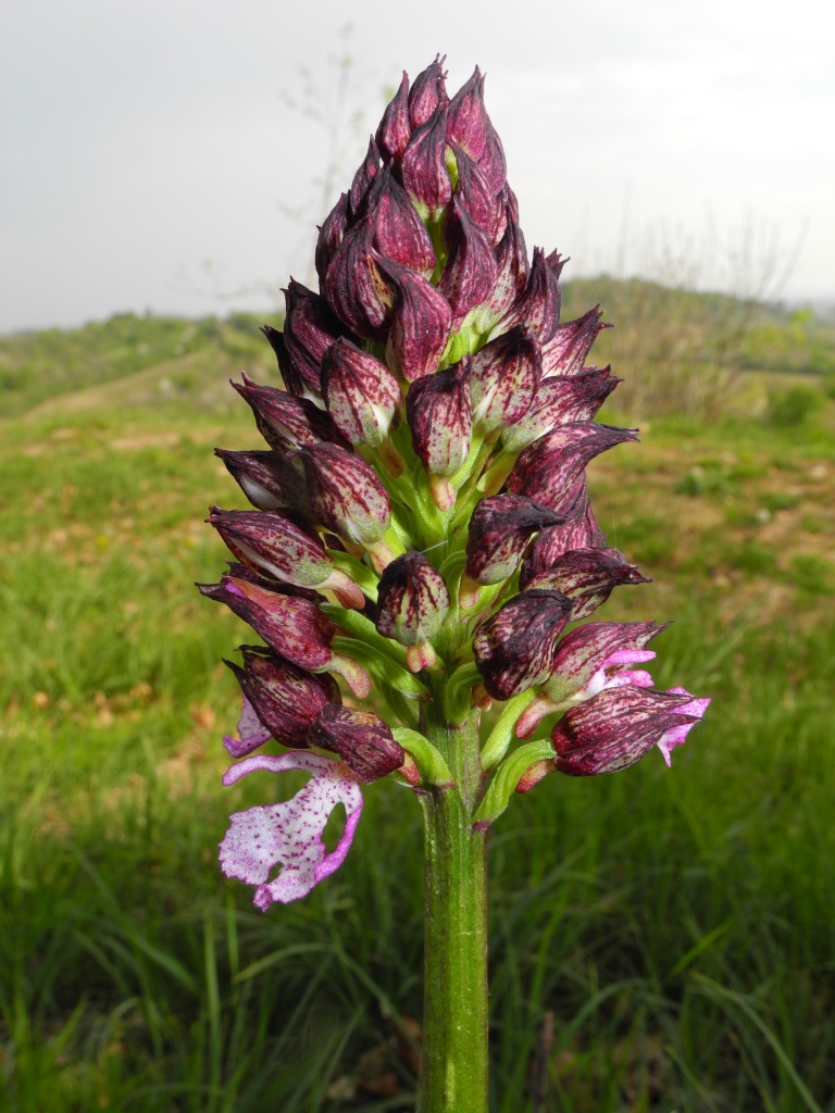 Ophrys apifera