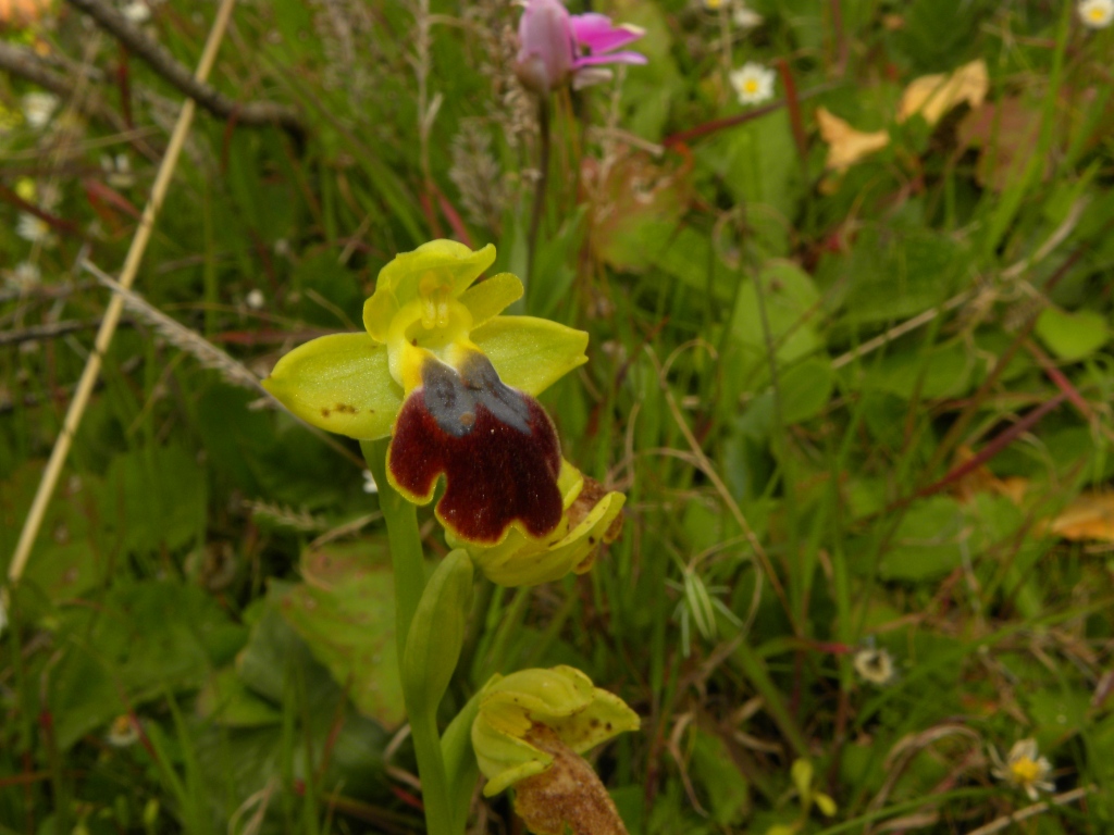 Ophrys forestieri (=O. lupercalis)