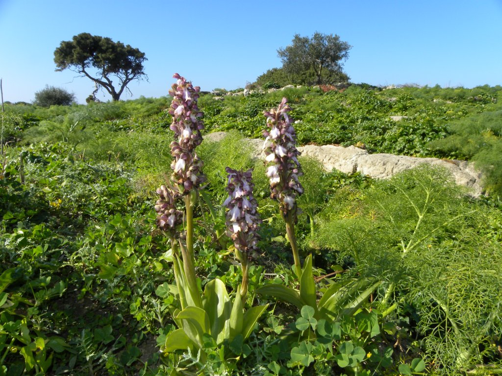 Barlia robertiana