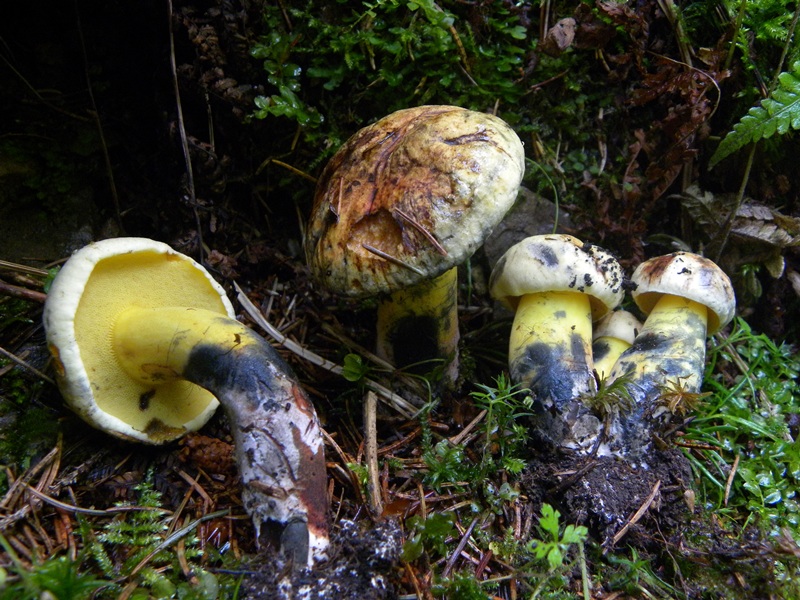 Boletus in giardino