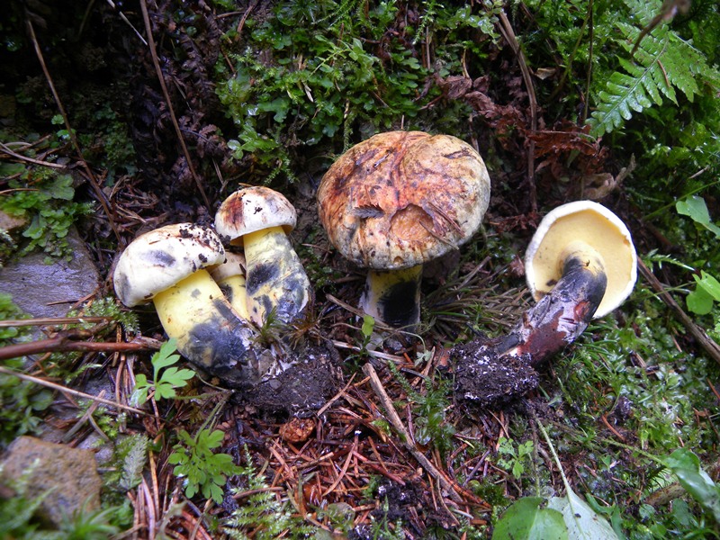 Boletus in giardino