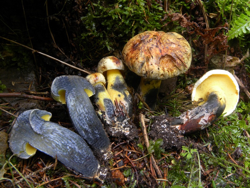 Boletus in giardino